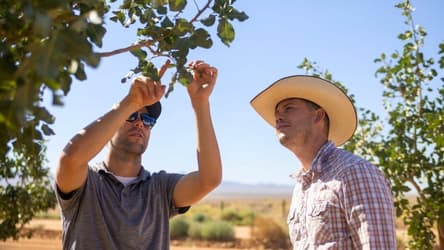 Solar for Chowchilla Pistachio Farm